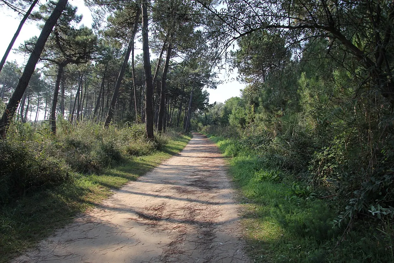 Un sentiero nella pineta di Classe, vicino a Ravenna